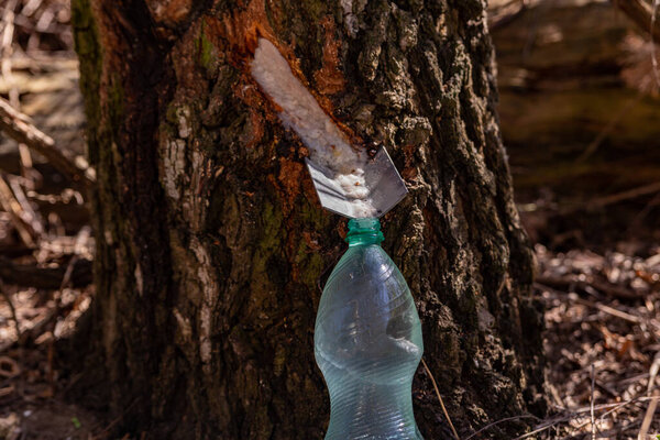  extraction of birch sap task of tree damage