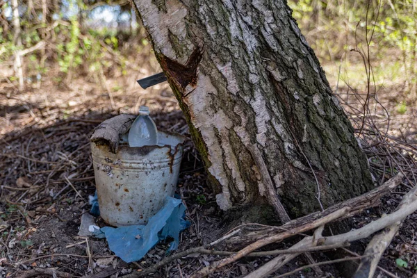 Extracción Savia Abedul Tarea Daño Del Árbol —  Fotos de Stock