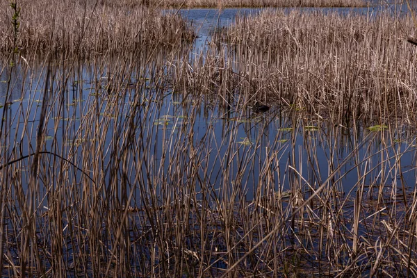 Roseaux Secs Dans Étang Début Printemps — Photo