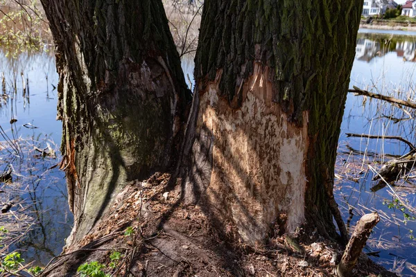 Árbol Roído Por Castores Rastros Dientes Castor Derribado Árbol Principios —  Fotos de Stock