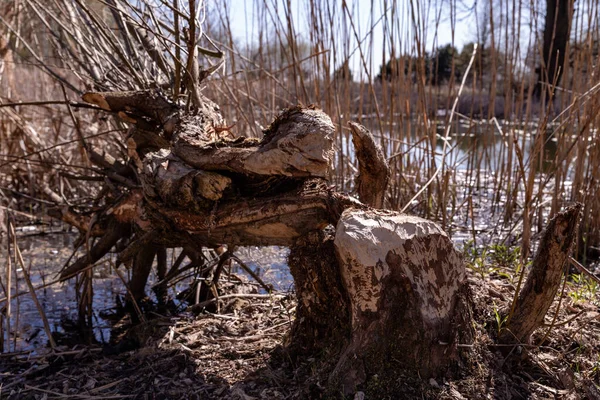 Árbol Roído Por Castores Rastros Dientes Castor Derribado Árbol Principios —  Fotos de Stock