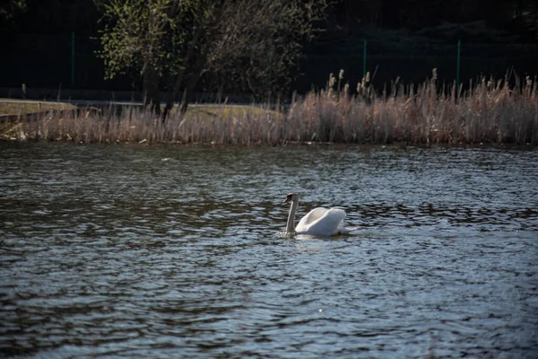 Красивый Белый Лебедь Плавает Озере Ранней Весной Солнечную Погоду — стоковое фото