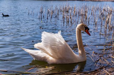 Güzel beyaz kuğu güneşli bir havada ilkbaharın başlarında gölde yüzer.