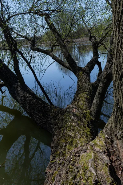 Gran Árbol Caído Lago —  Fotos de Stock