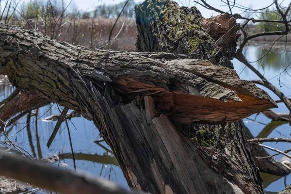 Gran Árbol Caído Lago —  Fotos de Stock