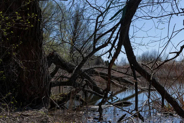 Gran Árbol Caído Lago — Foto de Stock