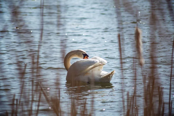 Bel Cigno Bianco Nuota Nel Lago All Inizio Della Primavera — Foto Stock