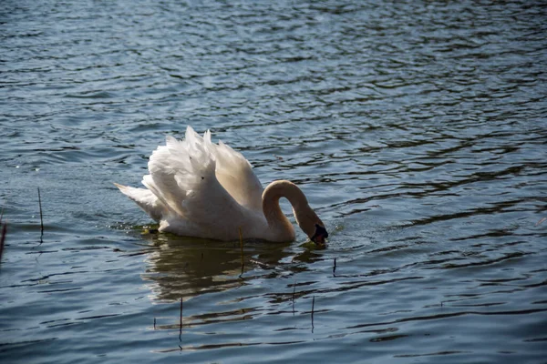 beautiful white swan swims in the lake in early spring in sunny weather