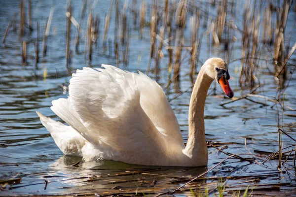 Mooie Witte Zwaan Zwemt Het Meer Het Vroege Voorjaar Bij — Stockfoto