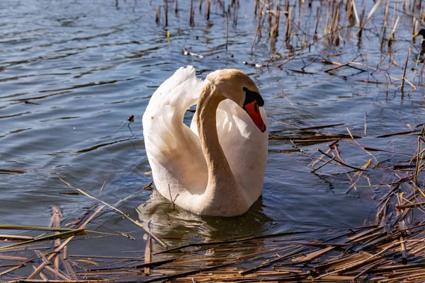 Όμορφο Λευκό Swan Κολυμπά Στη Λίμνη Στις Αρχές Της Άνοιξης — Φωτογραφία Αρχείου