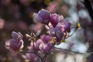 Manolya çiçeği güneşli havada kapanıyor