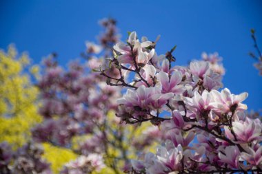 Manolya çiçeği güneşli havada kapanıyor