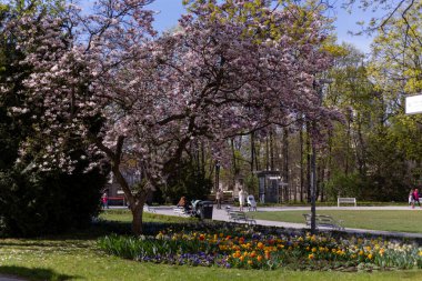 Çimlerde manolya ağacı