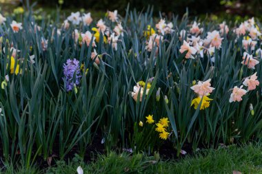 Çok renkli nergisler ve parktaki çiçek tarlaları.