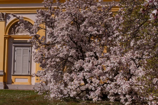 Güneşli Bir Havada Parkta Çiçek Açan Manolya Ağacı — Stok fotoğraf