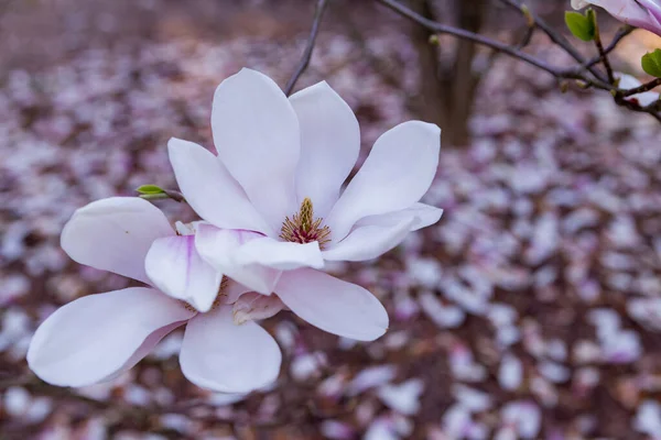 Magnolia Λουλούδια Κλείσει Μακροεντολή — Φωτογραφία Αρχείου