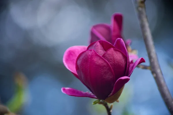 Magnolia Flores Cierran Principios Primavera Clima Soleado — Foto de Stock