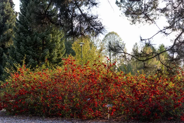 Dikenli Bir Çalılıkta Kırmızı Çiçekler — Stok fotoğraf