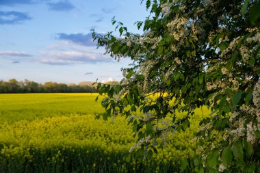 Mayday Hollandalı Yetiştiriciler Regina Mayday 'i (Prunus padus) kapadı
