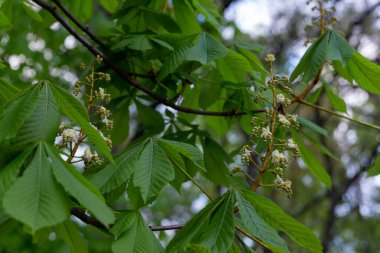 Çiçek açan kestaneler, yaklaşın
