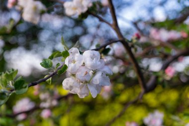Elma çiçeği güneşli havada kapanıyor.