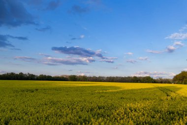 Kolza tohumu masmavi gökyüzü bulutlu güneşli hava