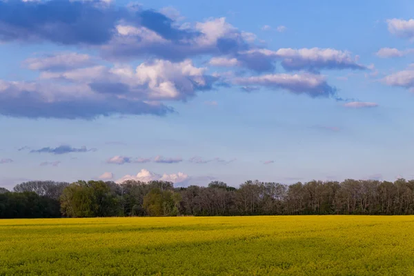 Campo Colza Céu Azul Com Nuvens Tempo Ensolarado — Fotografia de Stock