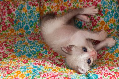 şirin mutlu kedi kedi sakin ol