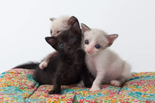 Entspannen Gruppe süße Kätzchen Katze spielen — Stockfoto