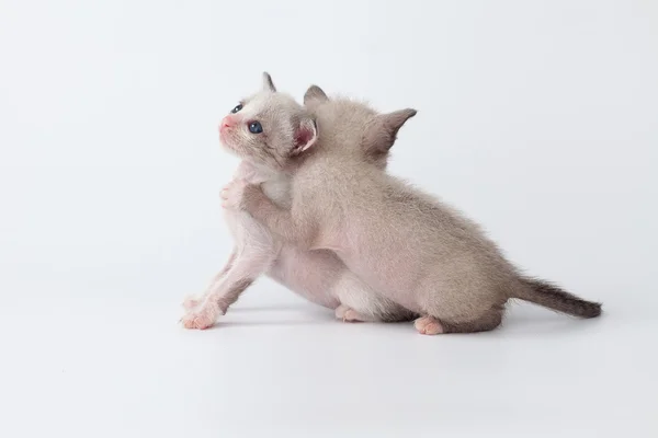 Niedliche Katze entspannen auf weißem Hintergrund — Stockfoto