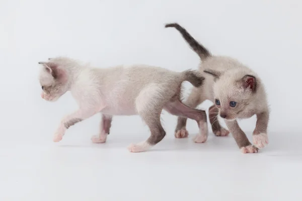 Bonito gatinho gato jogar no branco fundo — Fotografia de Stock