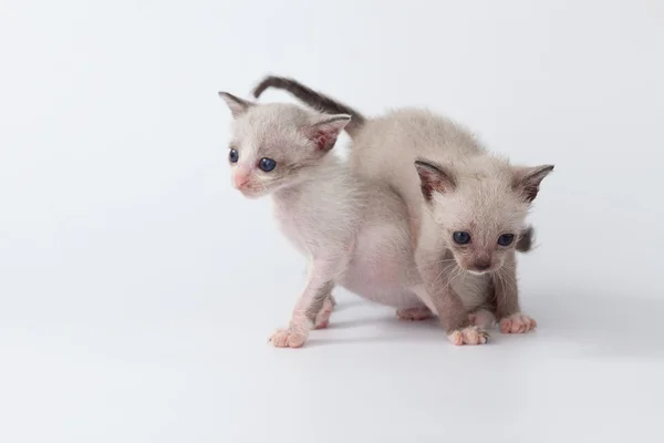 Niedliche Kätzchen Katze spielt auf weißem Hintergrund — Stockfoto