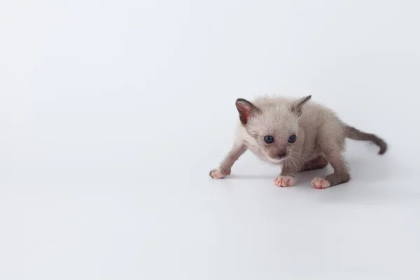 Bonito gatinho gato olhando no branco fundo — Fotografia de Stock