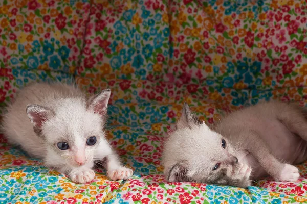 Niedlich glücklich Kätzchen Katze entspannen aus nächster Nähe — Stockfoto