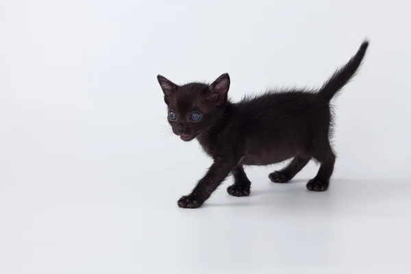 Милий кіт чорний кіт, що йде на білому тлі — стокове фото