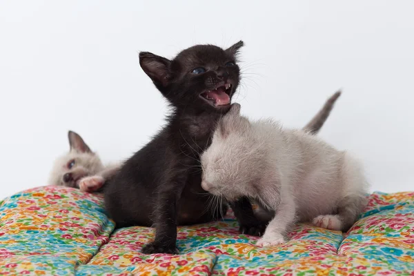 Gruppe glücklich niedlich Kätzchen Katze spielen — Stockfoto