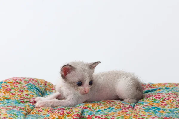 Kucing lucu santai di latar belakang putih — Stok Foto