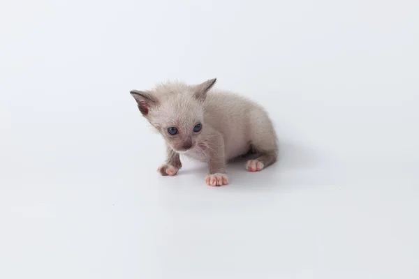 Niedliche Kätzchen-Katze auf weißem Hintergrund — Stockfoto