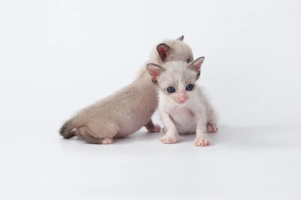 Cute kitty cat relax on white background — Stock Photo, Image