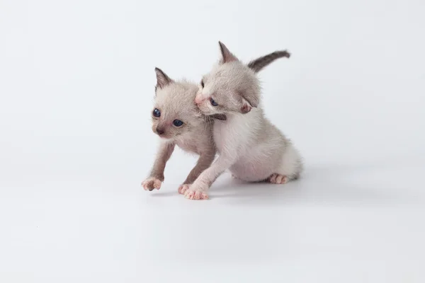 Söt kitty katt spelar på vit bakgrund — Stockfoto