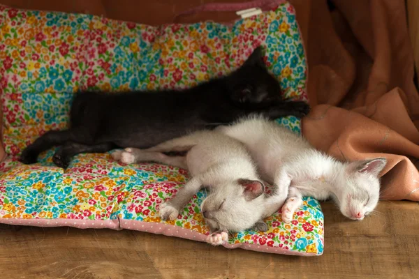 Entspannen gruppe süß kitty katze schlafen — Stockfoto