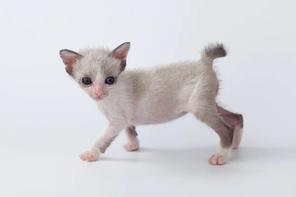 Niedliche Kätzchen Katze zu Fuß auf weißem Hintergrund — Stockfoto