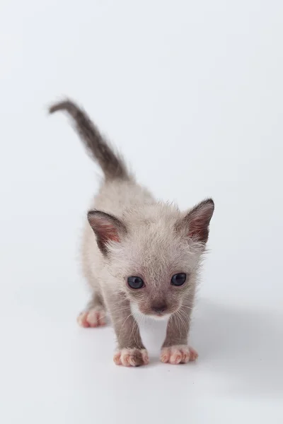 Bonito gatinho gato olhando no branco fundo — Fotografia de Stock