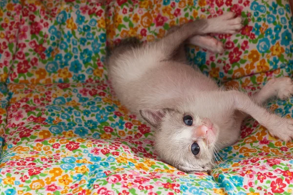 Cute happy kitty cat relax — Stock Photo, Image