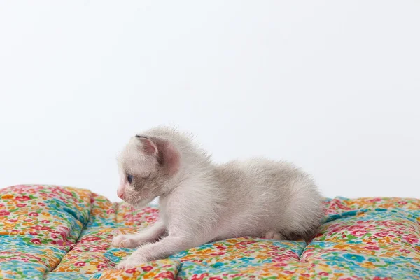 Niedliche Katze entspannen auf weißem Hintergrund — Stockfoto