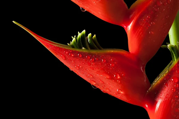 Heliconia stricta natürmort siyah arka plan üzerine — Stok fotoğraf