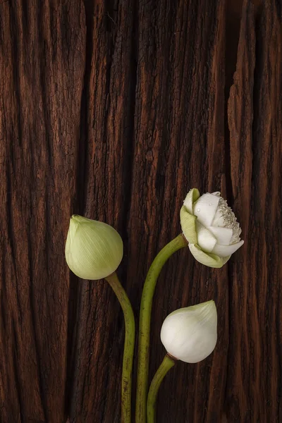 Décoration de fleur de lotus vert sur fond en bois — Photo