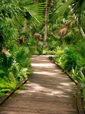Wekiwa Springs Eyalet Parkı 'nda inanılmaz bir yürüyüş.