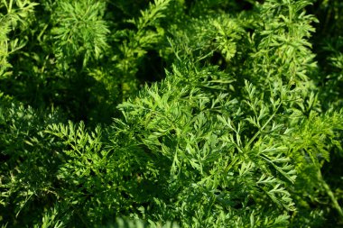 Havuç kafalılar. Yatağın üzerinde yeşil taze havuç