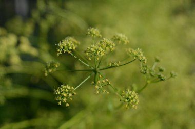 Yakın plan yeşil çimenler. Farklı bitkilerle manzara